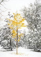 IMG_6739-CS