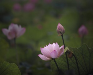 大图ZP031-001-SF-CS-授权20120707