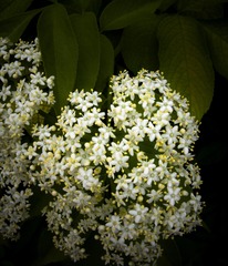 IMG_5084-CS
