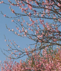 IMG_0745-CS