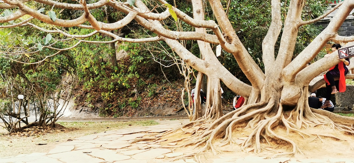 大青树 - 空谷幽兰495 - 图虫