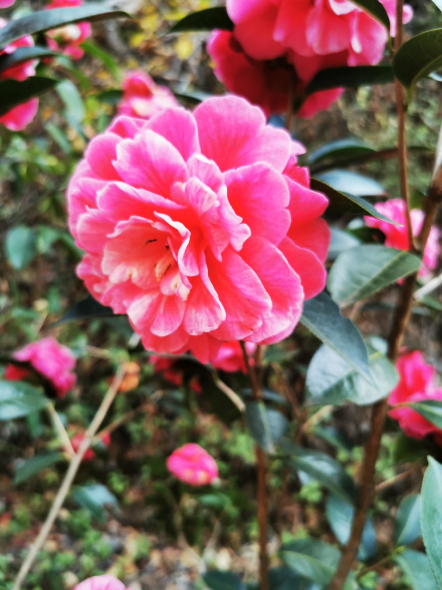 大理茶花松子壳