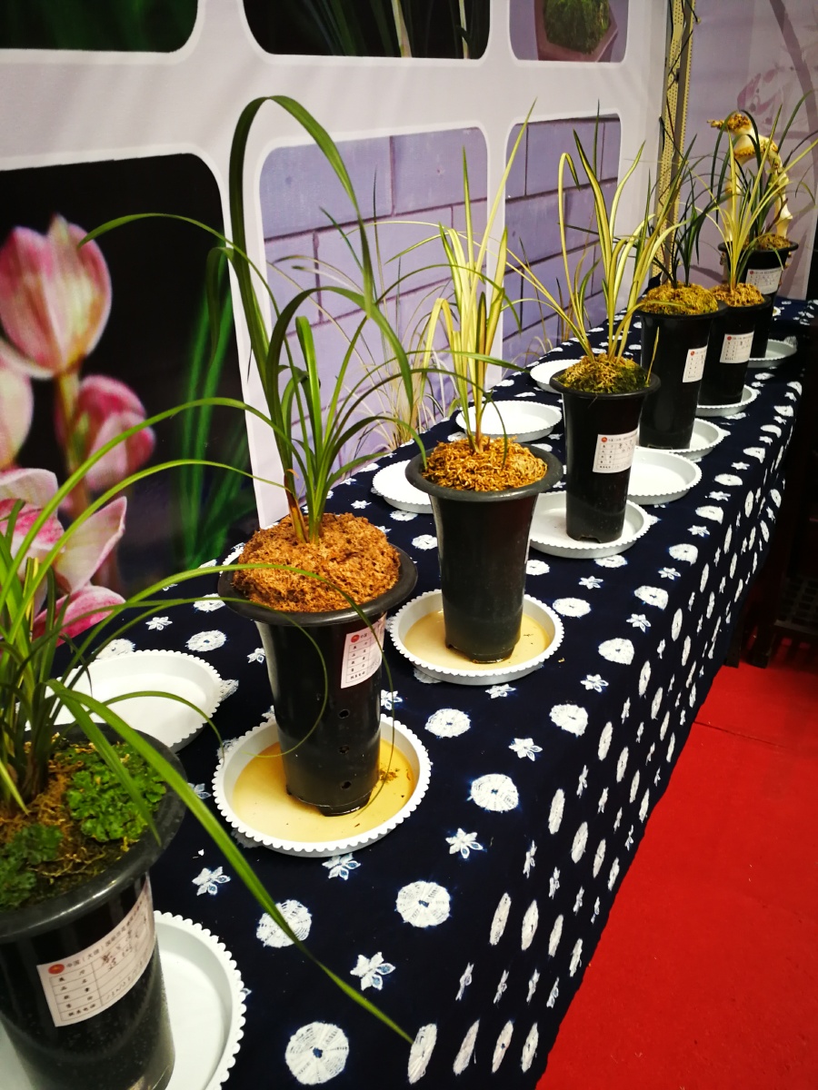 大理兰花博览会