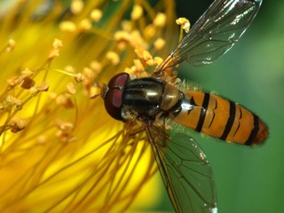 King-45Macro-07.jpg