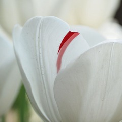 King-45macro-08.jpg