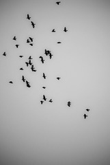 1000054597