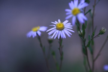 1000038201