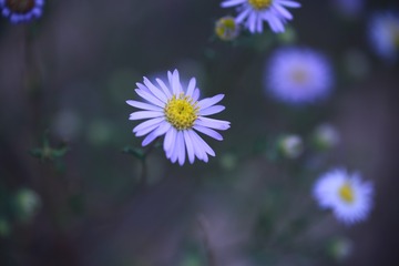 1000038167