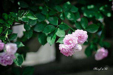 ESC_2440