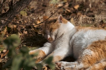 _DSC0594