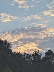 1000038334