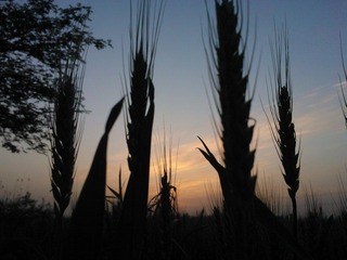 WP_000875.jpg