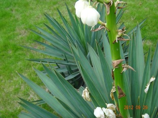 DSC00396.JPG