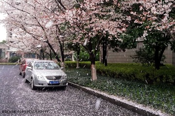 樱花雨.jpg