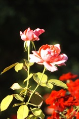 569EE74F-F27C-41CF-9656-75AAC7C2A430/L0/001
