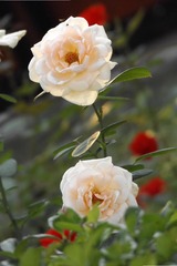 D95A76DC-5EEC-44E4-B907-657C2BD9EEE8/L0/001