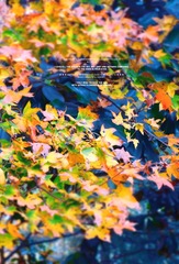2E574077-2C9D-4BE3-9B14-9A6FF276BEA8/L0/001