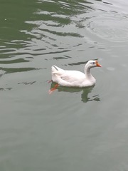 1115