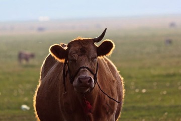 _MG_5575-L