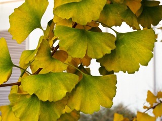 IMG_0357-L