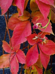 IMG_0346-L