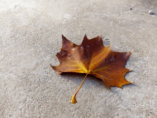 IMG_0553-L