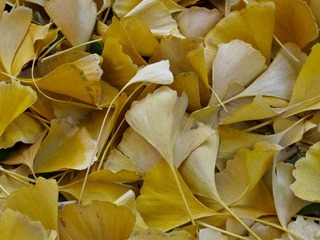 IMG_0587-L