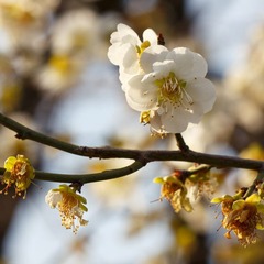 _MG_2129-L
