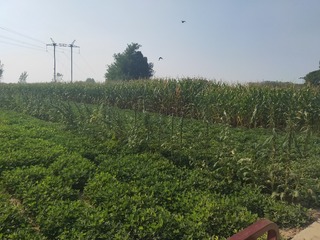 2246260