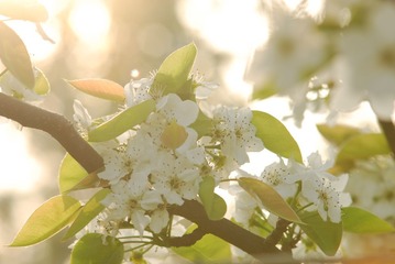 LIY_1769