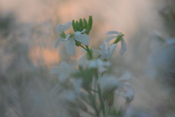 LIY_1851