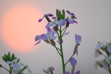 LIY_1871