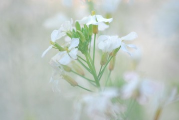 LIY_1847