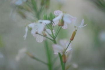 LIY_1848