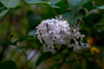 IMGP1395 - 副本