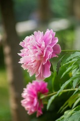 IMGP7023