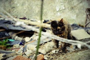 废墟上的猫