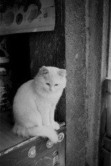 沉思的猫
