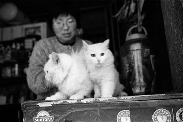 猫 主人