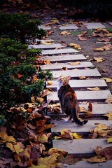 回望的猫