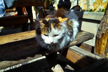 @丽江 霸气外露的猫