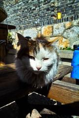 @丽江 霸气外露的猫