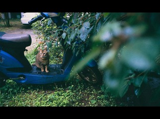 猫猫