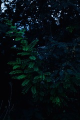 1000017466