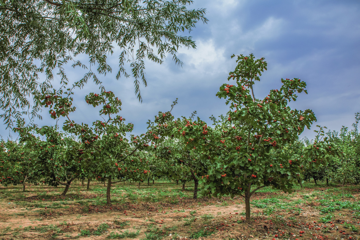山楂树 - 凝汐 - 图虫