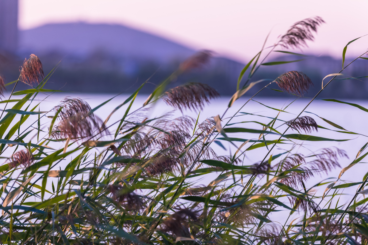白露61蒹葭61大龙湖白露日拍摄蒹葭芦苇是最应景的事了蒹葭苍苍