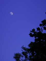 DSC09923-1.jpg