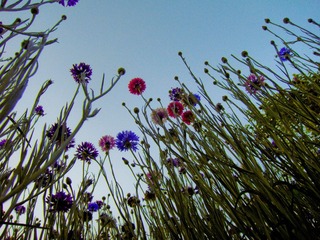 DSC09950-3.jpg