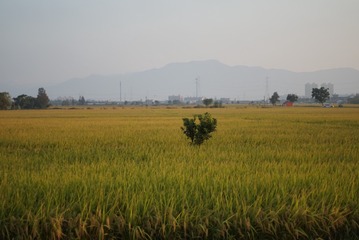 20078