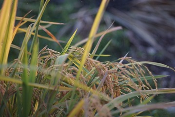 20094